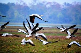 thumbs/birds-Bar-headed Geese.jpg.jpg